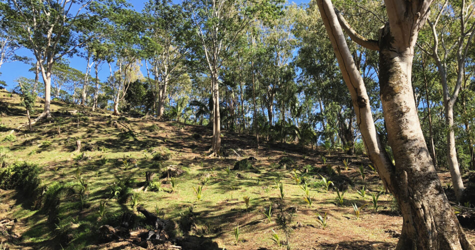 PalmPlantation