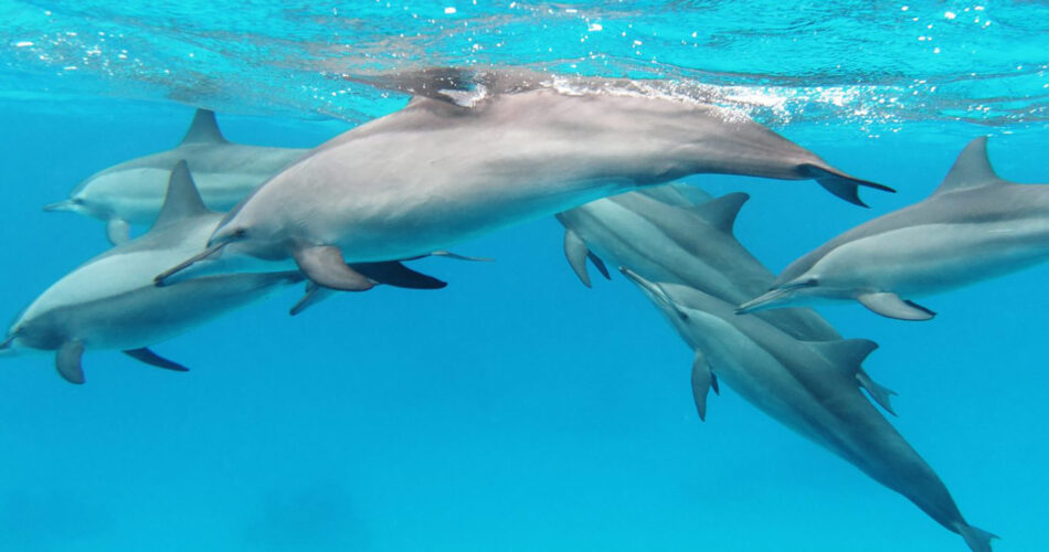 dolphin-chamarel
